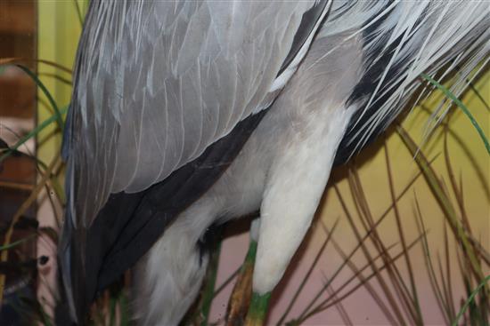 A cased taxidermic heron, by Hutchings